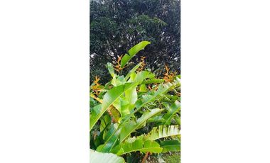 SE VENDE HERMOSA FINCA EN AMAG ANTIOQUIA