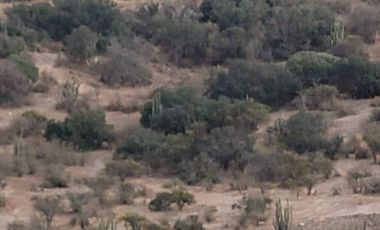 Vende Parcela El Tayen Fundo Santa Aurora Coinco