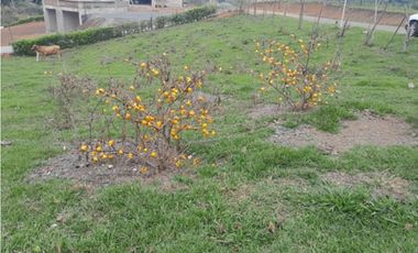 VENTA LOTE CAMPESTRE CONDOMINIO PALMIRA W8515462EL/PD