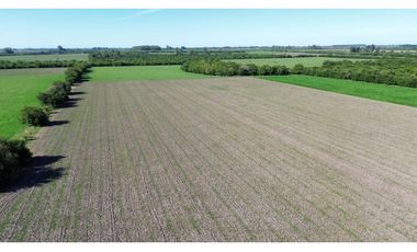 Vendo Campo de 14 Hectáreas en Pronunciamiento, Entre Ríos.