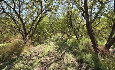Parcela en Venta en Camino Padre Hurtado y acceso sur
