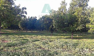 Oportunidad de Rancho Nogalero en? Cd. Camargo, Omma