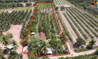 For Sale House with Coconut Garden, Ratchaburi , Khu Bua , Mueang Ratchaburi , Ratchaburi , CX-117133