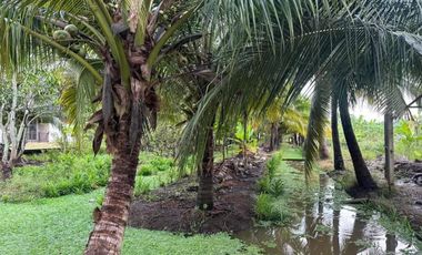 For Sale House with Coconut Garden, Ratchaburi , Khu Bua , Mueang Ratchaburi , Ratchaburi , CX-117133