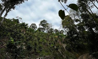 VENTA de FINCAS en RISARALDA