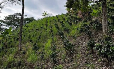 VENTA de FINCAS en RISARALDA