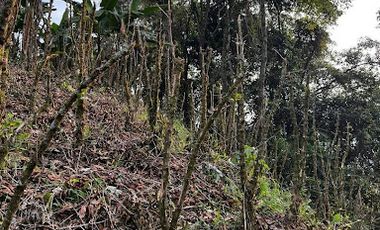 VENTA de FINCAS en RISARALDA