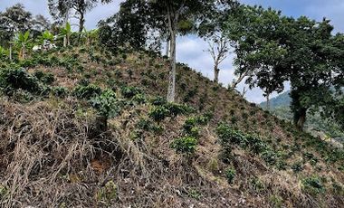 VENTA de FINCAS en RISARALDA