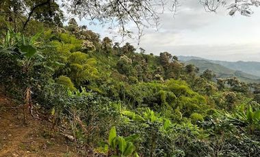 VENTA de FINCAS en RISARALDA