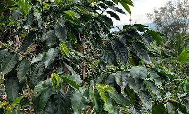 VENTA de FINCAS en RISARALDA