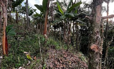VENTA de FINCAS en RISARALDA