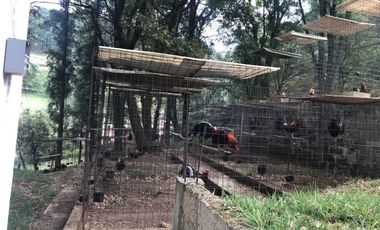 Rancho en venta, con Hectáreas de Bosque, caballerizas y jaulas para gallos.