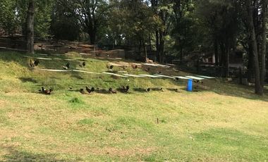 Rancho en venta, con Hectáreas de Bosque, caballerizas y jaulas para gallos.