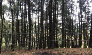 Rancho en venta, con Hectáreas de Bosque, caballerizas y jaulas para gallos.