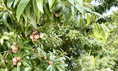 SE VENDE TERRENO CON CASA A LA ORILLA DE LA LAGUNA EN RAUDALES, Q. ROO