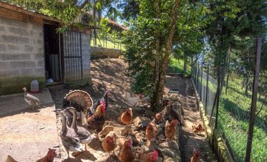 VENDO FINCA EN EL CORREGIMIENTO  DE SAN CRISTÓBAL