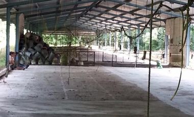 TERRENO VENTA PARA GRANJA DE ENGORDA DE POLLOS MUY CERCA DE CANCUN