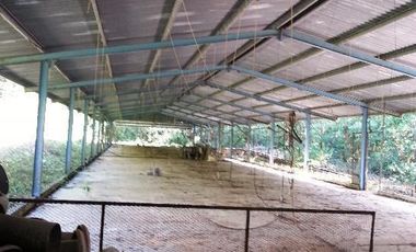 TERRENO VENTA PARA GRANJA DE ENGORDA DE POLLOS MUY CERCA DE CANCUN