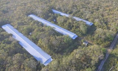 TERRENO VENTA PARA GRANJA DE ENGORDA DE POLLOS MUY CERCA DE CANCUN