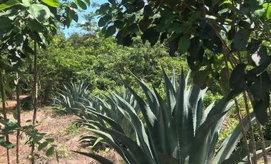 VENTA RANCHO MEZCALERO Y DE MADERAS EN KANTUNIL YUCATAN