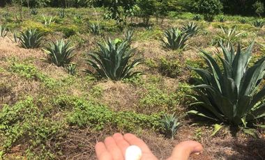 VENTA RANCHO MEZCALERO Y DE MADERAS EN KANTUNIL YUCATAN