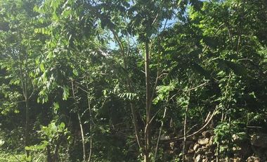 VENTA RANCHO MEZCALERO Y DE MADERAS EN KANTUNIL YUCATAN