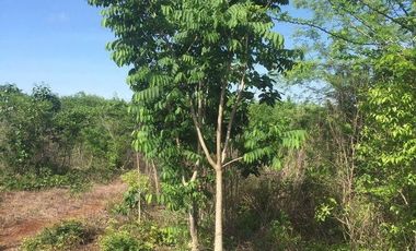 VENTA RANCHO MEZCALERO Y DE MADERAS EN KANTUNIL YUCATAN
