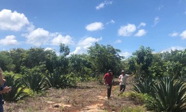 VENTA RANCHO MEZCALERO Y DE MADERAS EN KANTUNIL YUCATAN