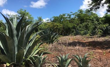 VENTA RANCHO MEZCALERO Y DE MADERAS EN KANTUNIL YUCATAN