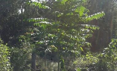 VENTA RANCHO MEZCALERO Y DE MADERAS EN KANTUNIL YUCATAN