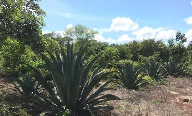 VENTA RANCHO MEZCALERO Y DE MADERAS EN KANTUNIL YUCATAN