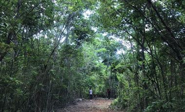 VENTA RANCHO MEZCALERO Y DE MADERAS EN KANTUNIL YUCATAN