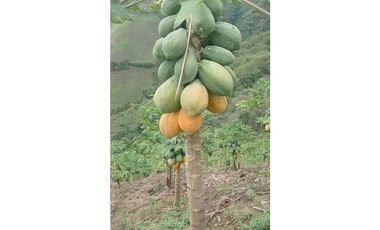 Lote en Venta Mantequilla Armenia - Antioquia