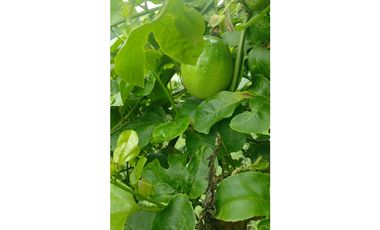 Lote en Venta Mantequilla Armenia - Antioquia