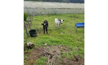 Finca de recreo en Venta La Mejía Guarne