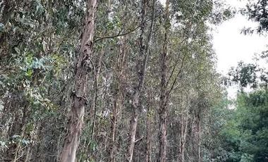 Parcela en venta en CABRERO