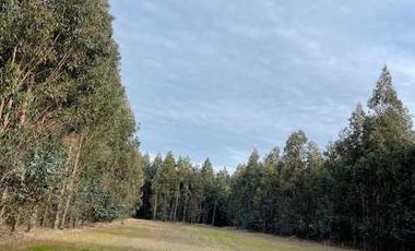 Parcela en venta en CABRERO