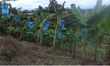 Se vende finca via Filandia - Quimbaya