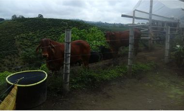 Se vende finca via Filandia - Quimbaya