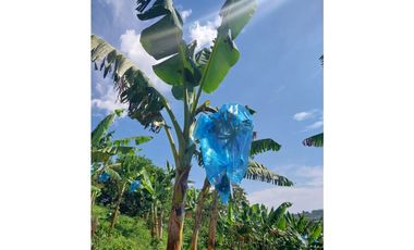 Se vende espectacular finca en Filandia