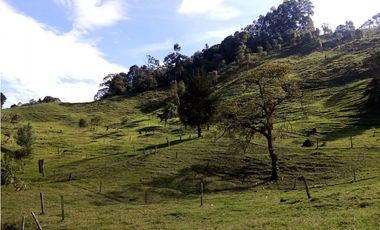 FINCA EN VENTA, GENOVA QUINDIO
