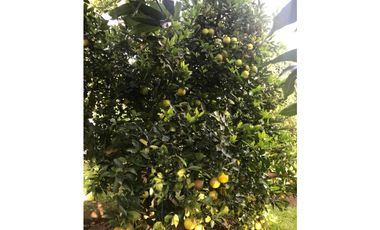 VENDO LINDISIMA FINCA CHINAUTA