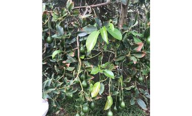 VENDO LINDISIMA FINCA CHINAUTA