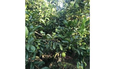 VENDO LINDISIMA FINCA CHINAUTA