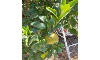 Casa en venta en SAN JOSÉ DE MAIPO