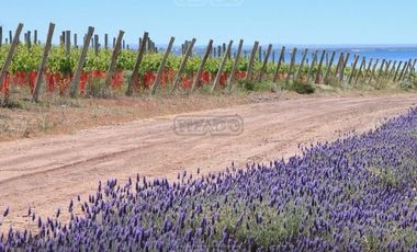 Terreno en Venta en Centenario (Neuquén), Neuquén, Patagonia, Argentina