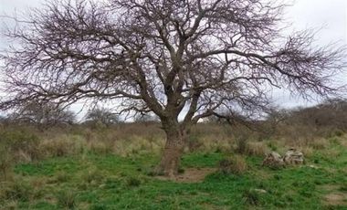 Casa en Venta en Algarrobo, Villarino, Resto de la Provincia, Buenos Aires, Argentina