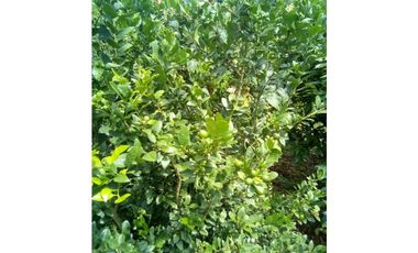 VENDO TERRENO AGRICOLA 47 Ha. EN MOLLEPATA CUSCO PERU