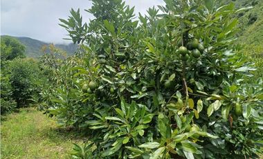 VENDO TERRENO AGRICOLA 47 Ha. EN MOLLEPATA CUSCO PERU