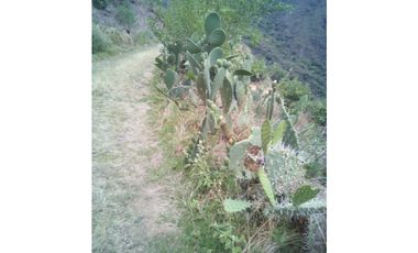 VENDO TERRENO AGRICOLA 47 Ha. EN MOLLEPATA CUSCO PERU